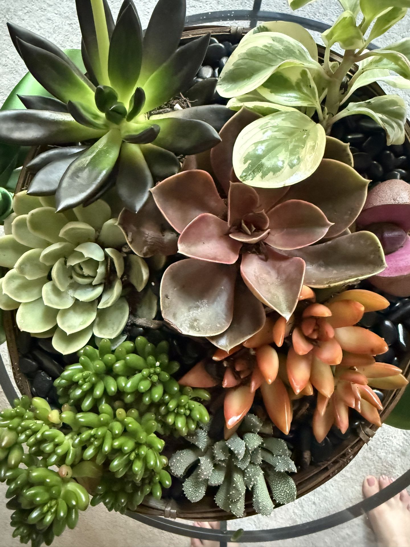 Live Succulent Arrangement