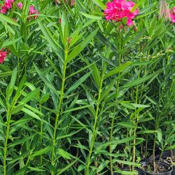 Oleander Plants Pink Hot 