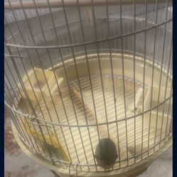 Bird Cage