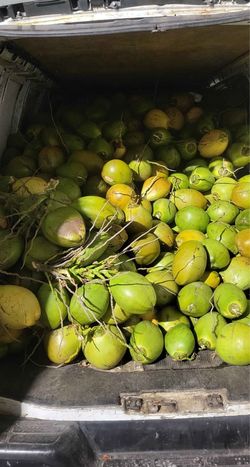 Coconut