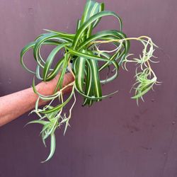 4” curly spider plant 