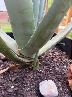 Aloe Vera (3)