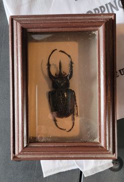 Preserved (Male) Atlas beetle (Chalcosoma atlas)