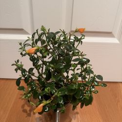 indoor Goldfish Plant 