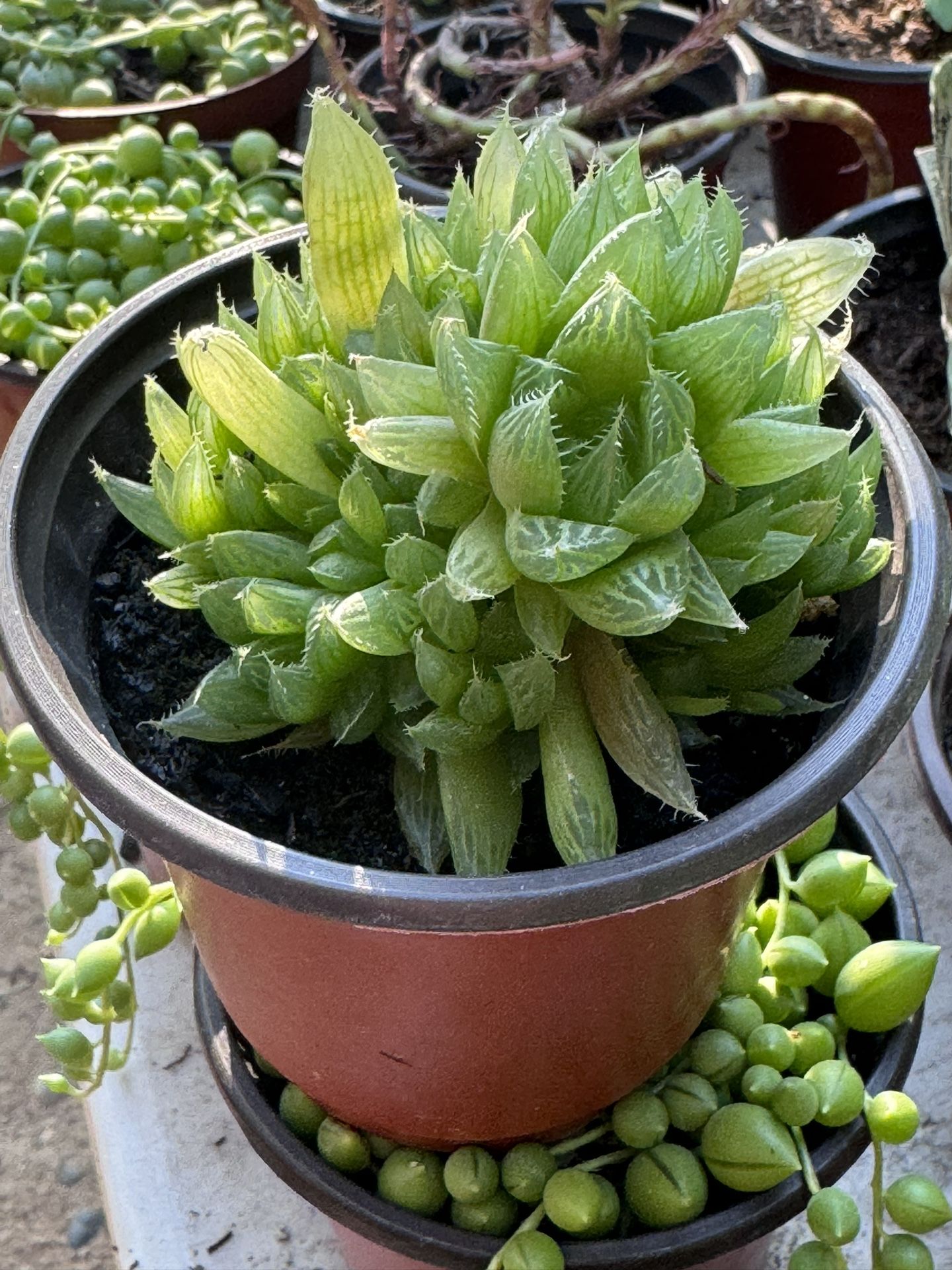 Cactus & Succulents 4”pot