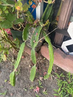 Dragon fruit cactus