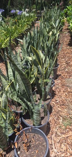 Sanseviera snake plant