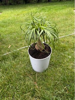 Pony tail palm