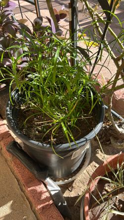 Patio Plant In 5 Gallon Pot