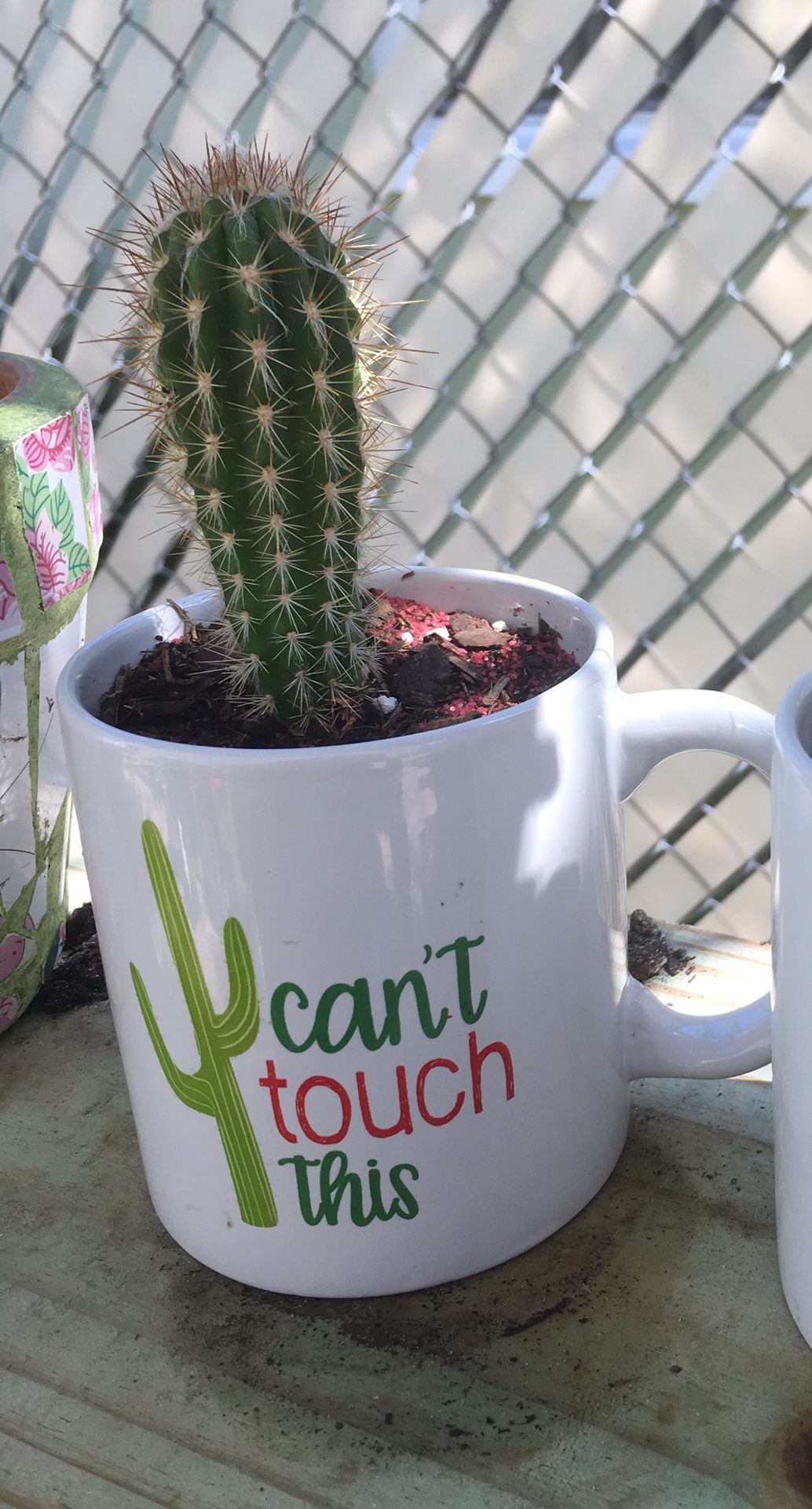 Cylindrical Cactus in “Can’t Touch tThis” humorous mug.