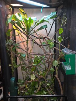 Large reptile enclosure