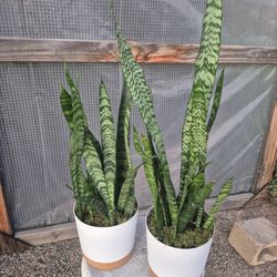Snake Plants 8" Pot$15 Each