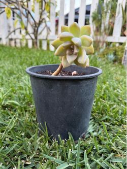Succulent (ghost plant)