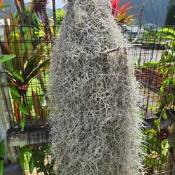 One Gallon Ziploc bag of Spanish Moss