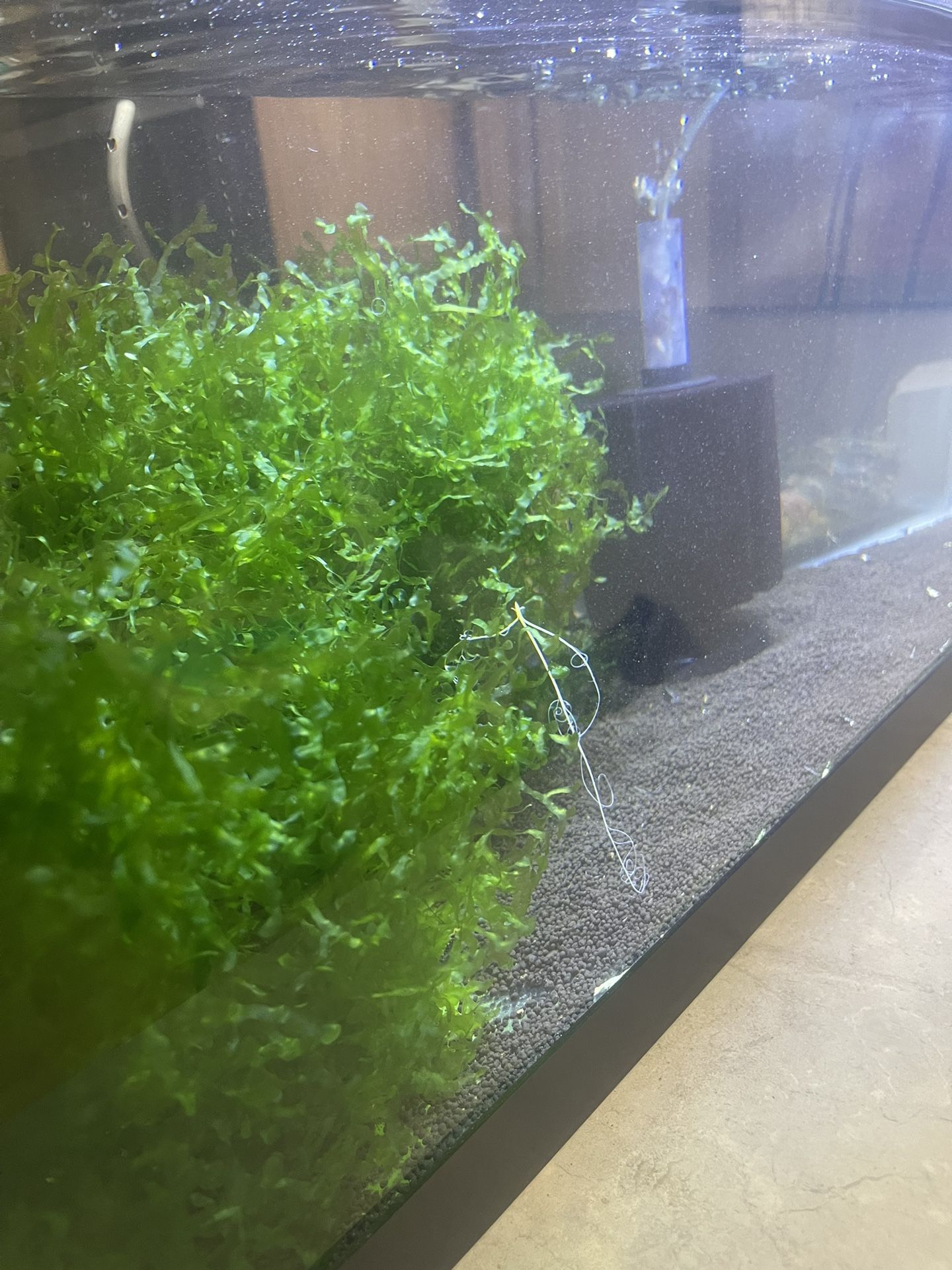 2 Fish Tanks ( 20 Gallons /ea ) For Sale And 10+ Red Galaxy