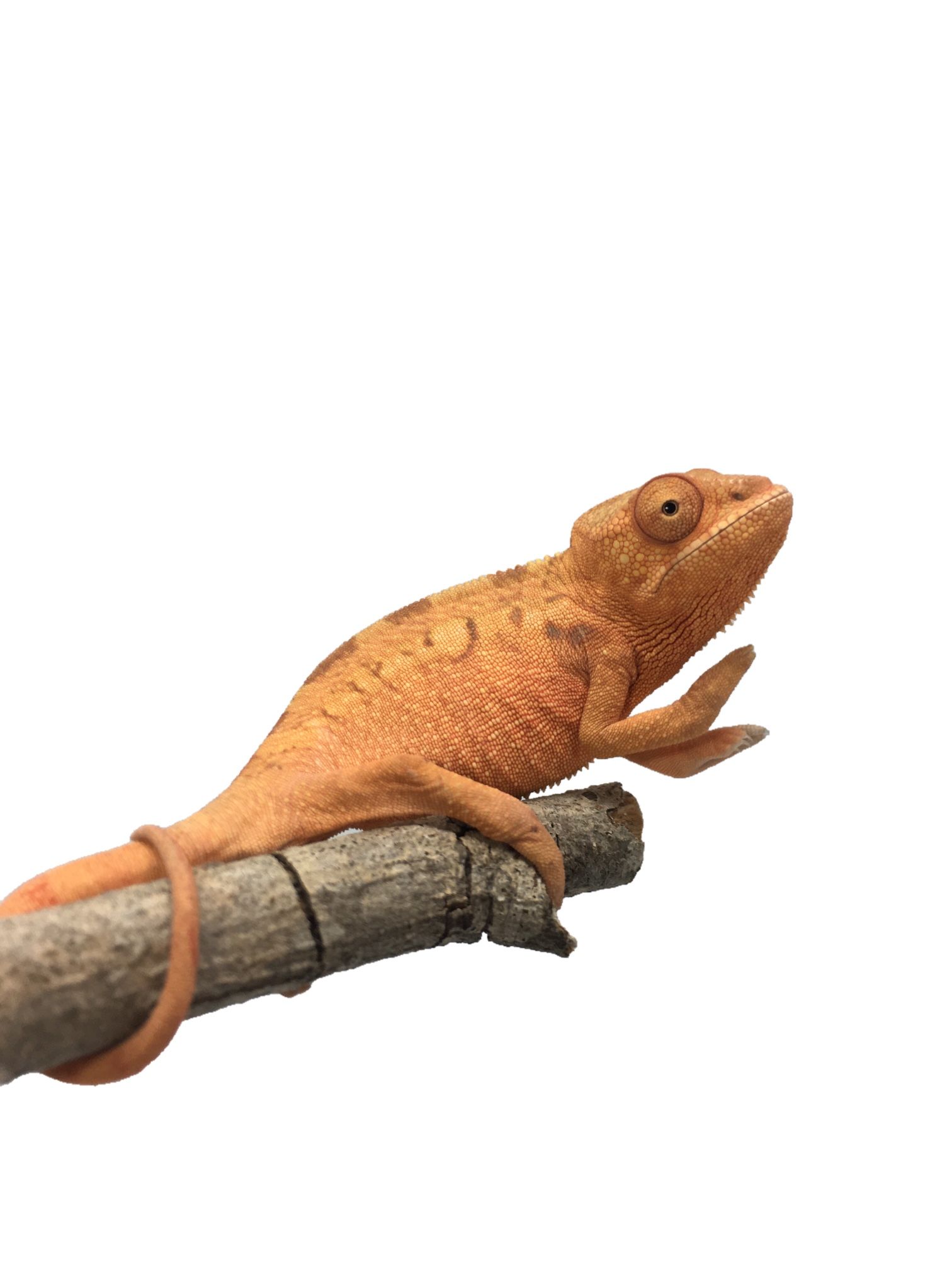 Fake Toy Panther Chameleon