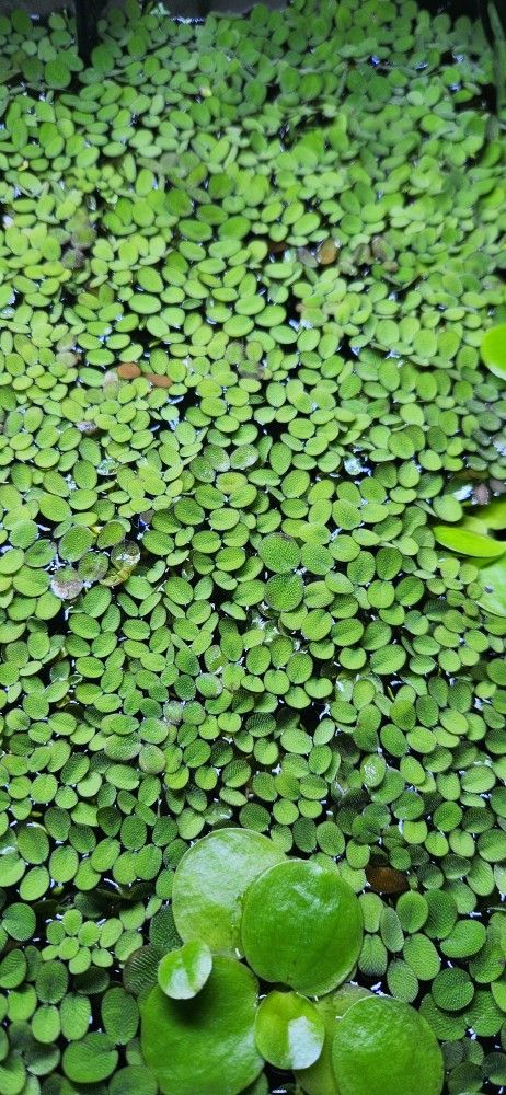 Aquatic Plant