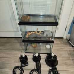Gecko 10 Gallon Set Ups.