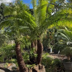 Dion Palm 🌴🌴$1,500