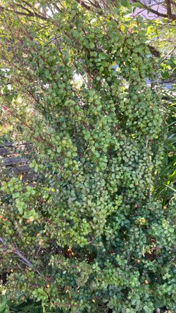 Boxwood bush, small leaf type shrub for yard landscaping