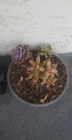 Succulents arrangement