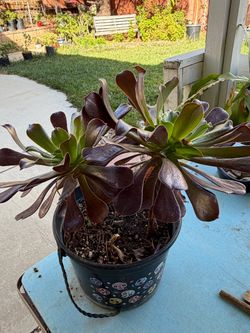 Succulents plants