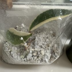 Two Rooted Hoya Cuttings in Perlite