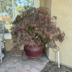 Red Lace Japanese Maple  Tree 