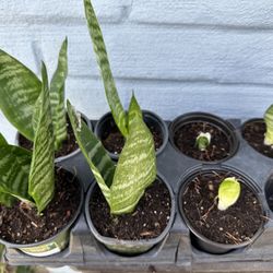 Small Snake Plants 