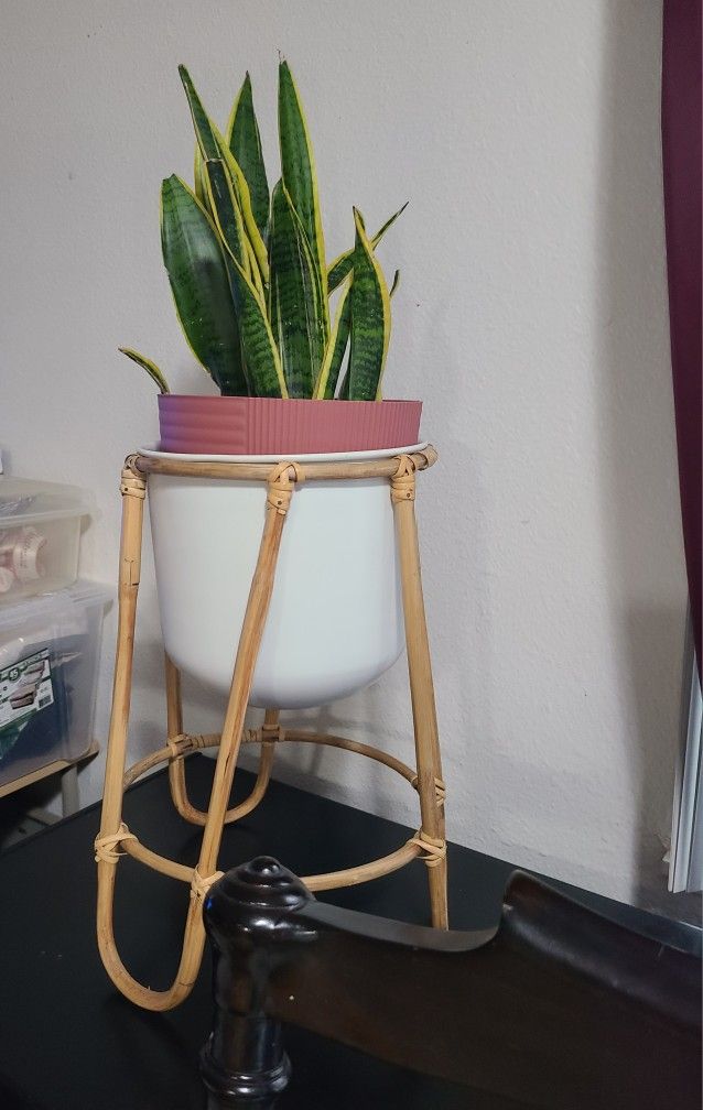 Natural Snake Plant 