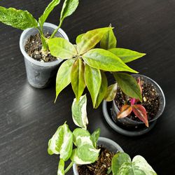 Three  Variegated Indoor Plants For $20