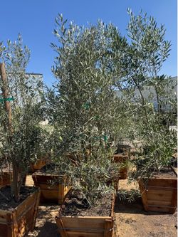 olive tree