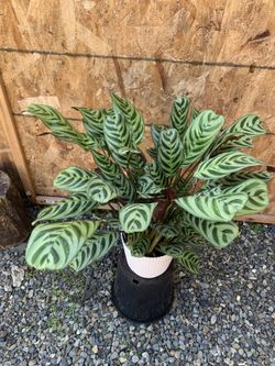 Indoor Plant
