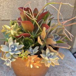 Decoration Suculents Plants Mix 