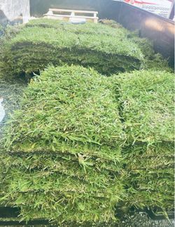 Grass Sod. By Pieces Only  Solo Piezas 