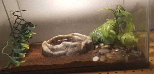 Terrarium for Toads