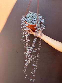 6” variegated string of hearts silver s