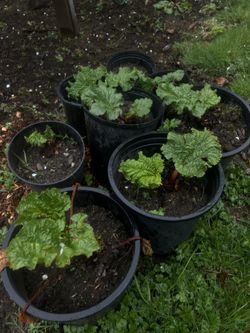 Rhubarb starter