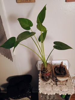 Uncommon Roots Alocasia Macro In Water 