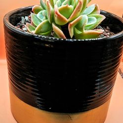 Echeveria Apple Mint Rare Korean Import Succulent 5" Pot