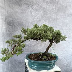 Bonsai Juniper 