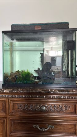 Large Fish Tank