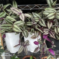 Purple Zebrina In Pot Both 2 Plants 