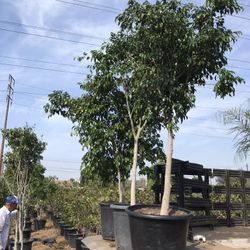 Ficus benjamina