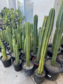 San Pedro cactus