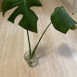 Monstera Top Cutting