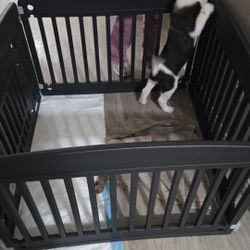 Dog Cage ITS TOO LITTLE FOR MY DOG