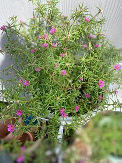 Amor de un rato Plant