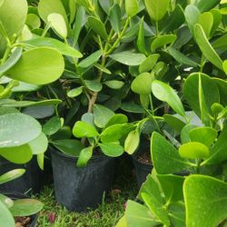 Beautiful Clusias Plants For Privacy! Hedge. 2 Feet Tall! Fertilized 