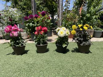 Dalias
